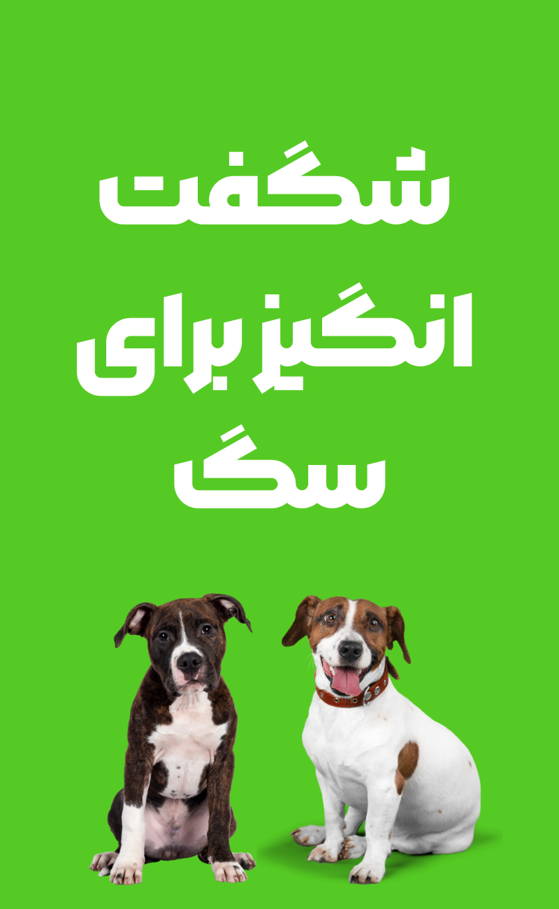 بنر محصولات شگفت‌انگیز ۲